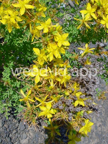 St. Johnswort, common
